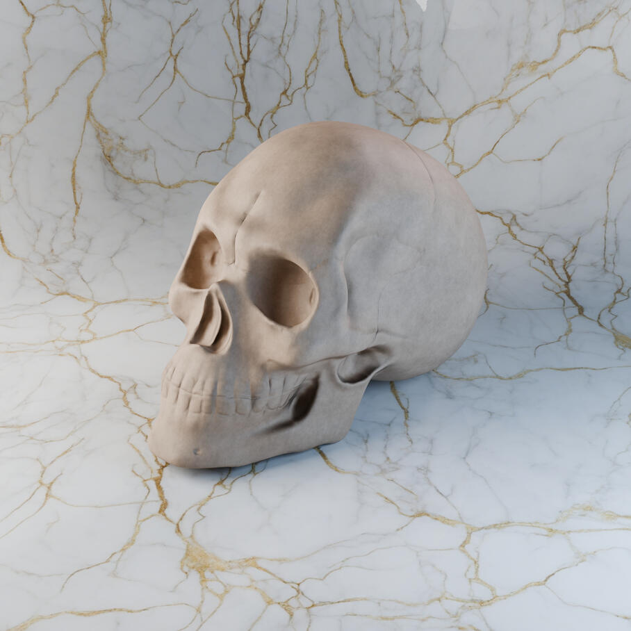 Shape study Skull